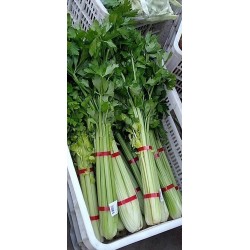 蔬菜捆扎機(jī)，小型扎把機(jī)，蒜苔捆扎，蒜苔束帶，昆勁小型捆扎機(jī)